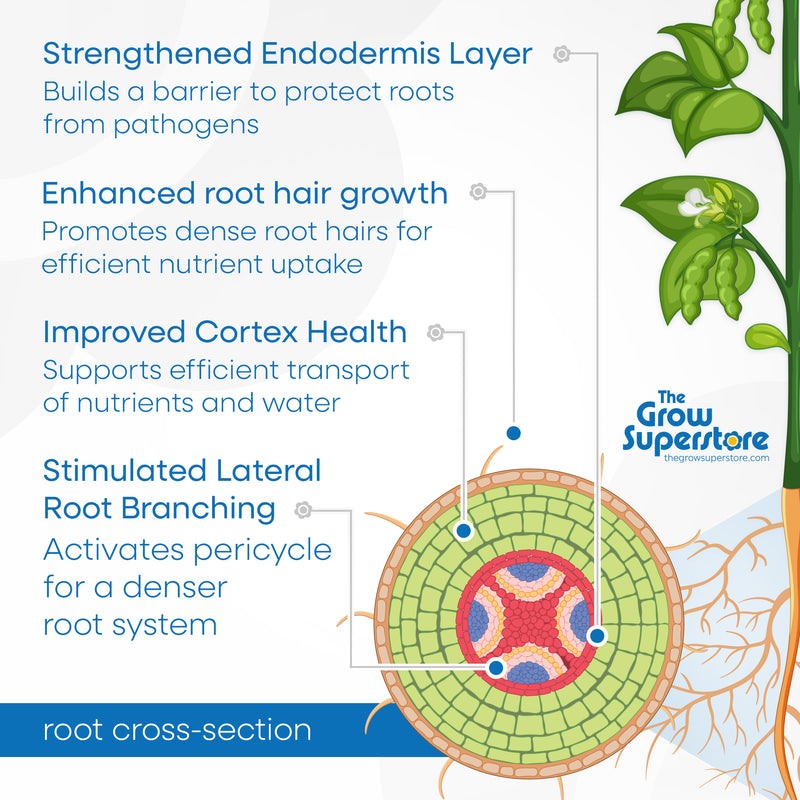 Illustration of a detailed root cross-section highlighting the benefits of House & Garden Roots Excelurator, including enhanced root hair growth for nutrient uptake, strengthened endodermis for pathogen protection, improved cortex health for efficient nutrient transport, and stimulated lateral root branching for a denser root system. Available at The Grow Superstore – thegrowsuperstore.com